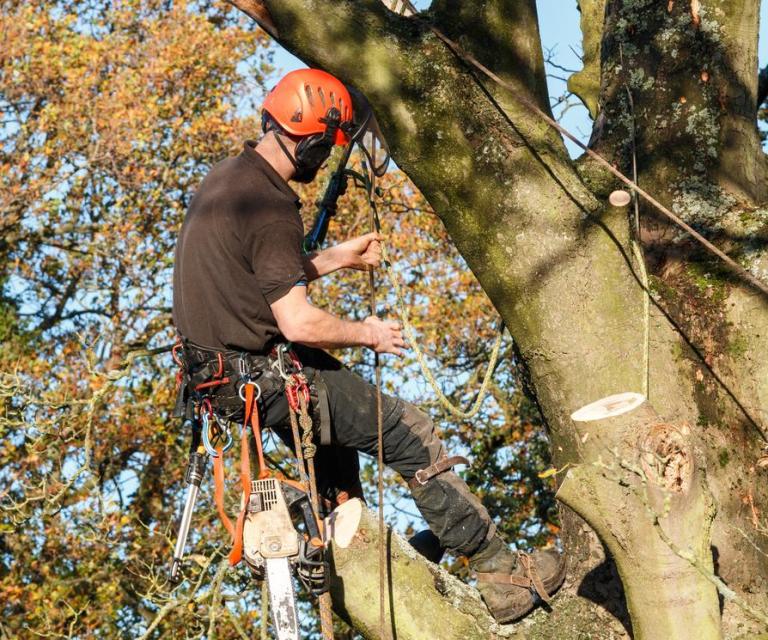 Quand élaguer vos arbres à Besançon pour préserver leur croissance ?